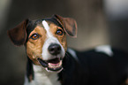Jack Russell Terrier Portrait