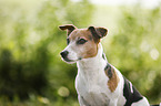 Jack Russell Terrier Portrait