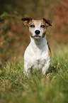 sitzender Jack Russell Terrier