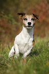 sitzender Jack Russell Terrier