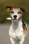 Jack Russell Terrier Portrait