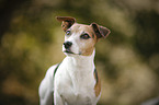 Jack Russell Terrier Portrait