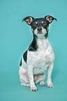 sitzender Jack Russell Terrier
