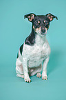 sitzender Jack Russell Terrier