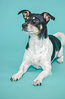 liegender Jack Russell Terrier