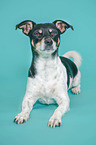liegender Jack Russell Terrier