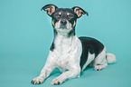 liegender Jack Russell Terrier