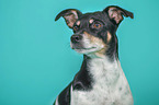 Jack Russell Terrier Portrait