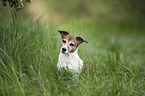 Jack Russell Terrier Portrait