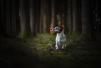 Jack Russell Terrier H�ndin