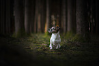 Jack Russell Terrier H�ndin