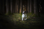Jack Russell Terrier H�ndin