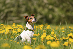 Jack Russell Terrier