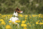 Jack Russell Terrier
