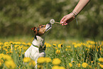 Jack Russell Terrier
