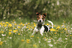 Jack Russell Terrier