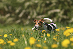 Jack Russell Terrier