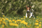 Jack Russell Terrier