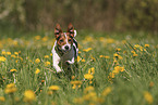 Jack Russell Terrier