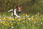 Jack Russell Terrier