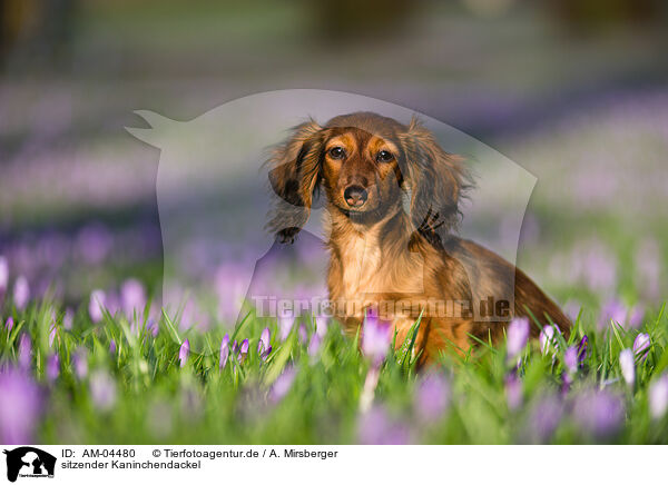 sitzender Kaninchendackel / sitting Rabbit Dachshund / AM-04480