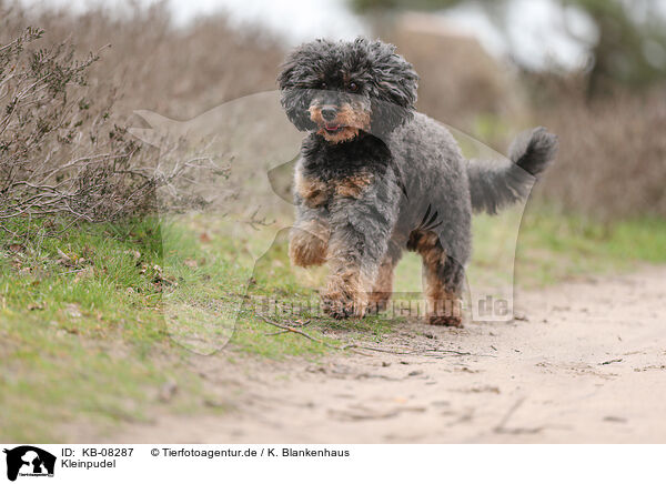 Kleinpudel / Royal Standard Poodle / KB-08287