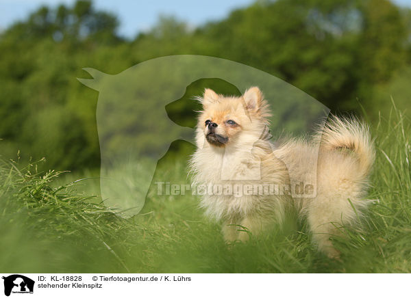 stehender Kleinspitz / standing Miniature Spitz / KL-18828