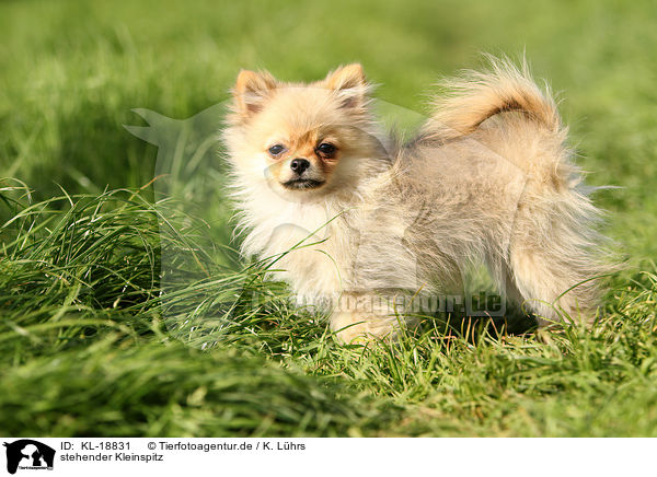 stehender Kleinspitz / standing Miniature Spitz / KL-18831
