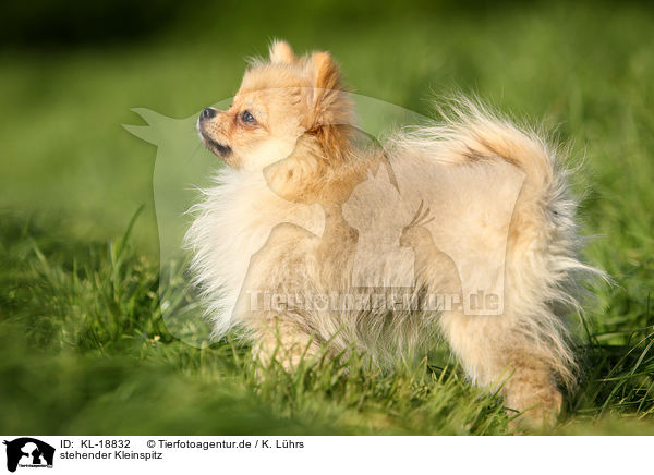 stehender Kleinspitz / standing Miniature Spitz / KL-18832