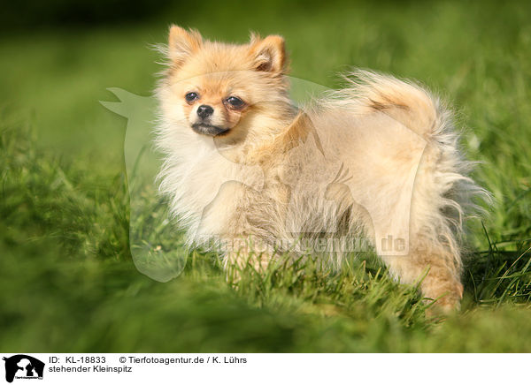 stehender Kleinspitz / standing Miniature Spitz / KL-18833