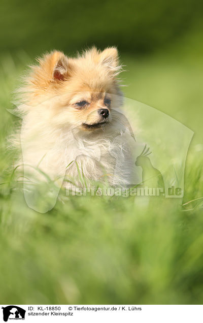 sitzender Kleinspitz / sitting Miniature Spitz / KL-18850