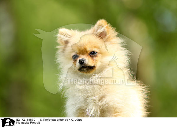 Kleinspitz Portrait / Miniature Spitz Portrait / KL-18870