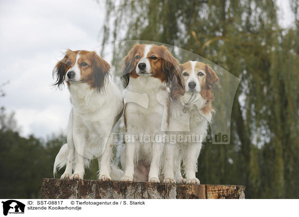 sitzende Kooikerhondje / sitting Kooikerhondje / SST-08817