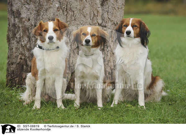 sitzende Kooikerhondje / sitting Kooikerhondje / SST-08819