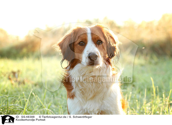 Kooikerhondje Portrait / Kooikerhondje Portrait / SS-48388