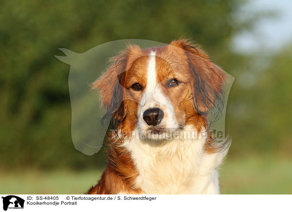 Kooikerhondje Portrait / Kooikerhondje Portrait / SS-48405