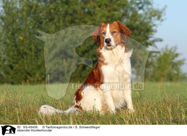 sitzender Kooikerhondje / sitting Kooikerhondje / SS-48406