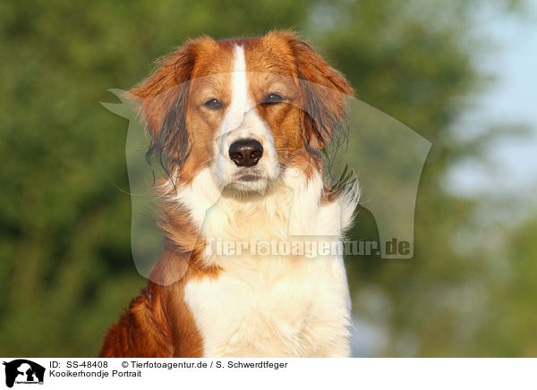 Kooikerhondje Portrait / Kooikerhondje Portrait / SS-48408