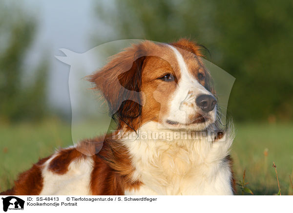 Kooikerhondje Portrait / Kooikerhondje Portrait / SS-48413