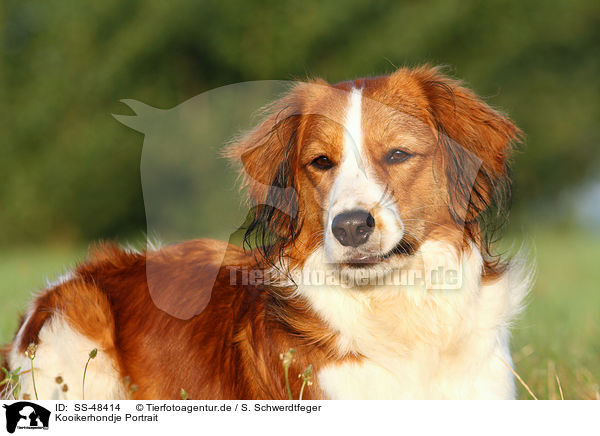 Kooikerhondje Portrait / Kooikerhondje Portrait / SS-48414