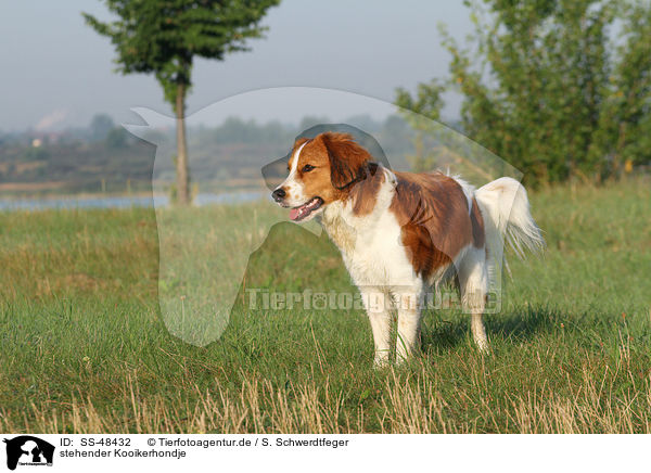 stehender Kooikerhondje / standing Kooikerhondje / SS-48432