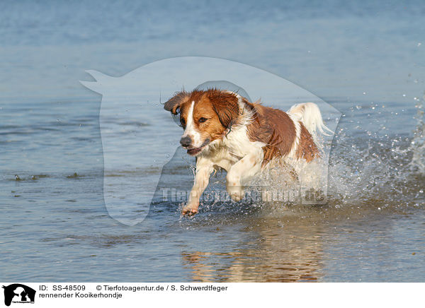 rennender Kooikerhondje / running Kooikerhondje / SS-48509
