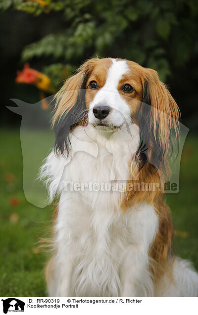 Kooikerhondje Portrait / Kooikerhondje Portrait / RR-90319