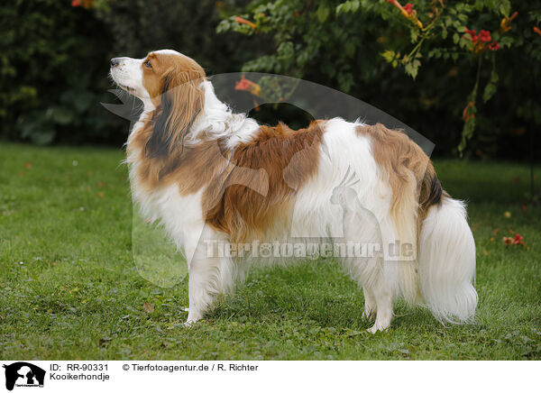Kooikerhondje / Kooikerhondje / RR-90331