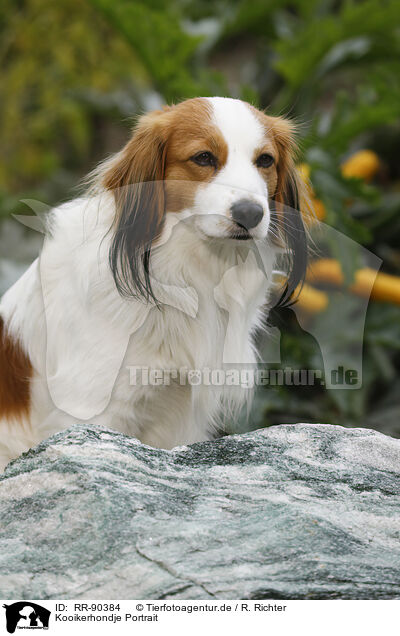 Kooikerhondje Portrait / Kooikerhondje Portrait / RR-90384