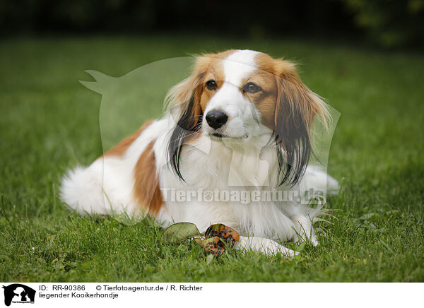 liegender Kooikerhondje / lying Kooikerhondje / RR-90386