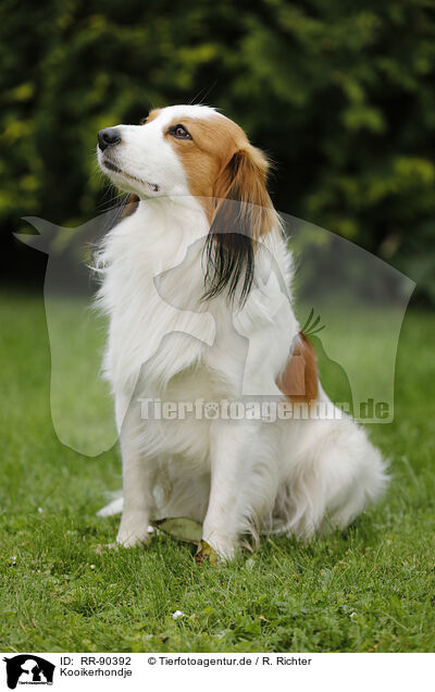 Kooikerhondje / Kooikerhondje / RR-90392