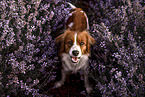 Kooikerhondje