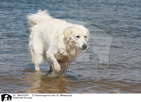 badender Kuvasz / bathing Kuvasz / BM-02545