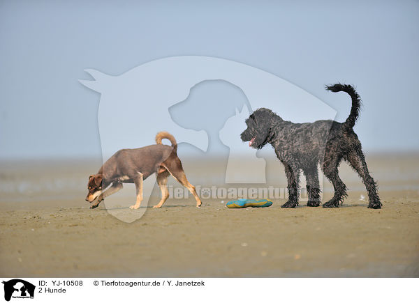 2 Hunde / 2 dogs / YJ-10508